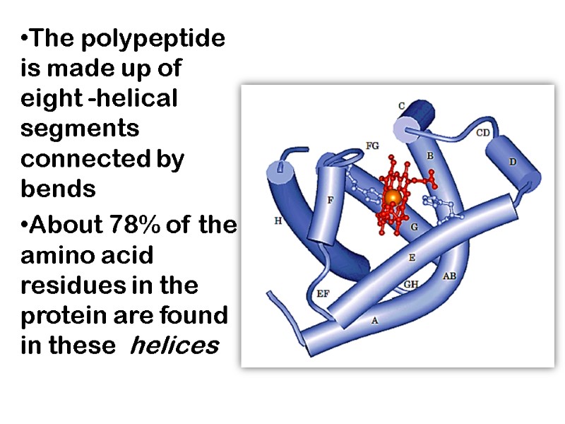 The polypeptide is made up of eight -helical segments connected by bends About 78%